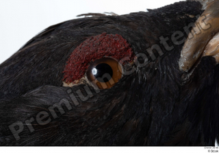 Western capercaillie eye 0003.jpg